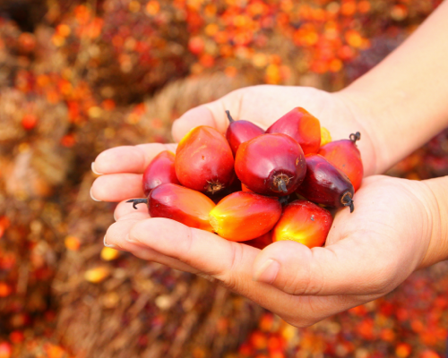Sustainable Palm Oil Sustainable Palm Oil